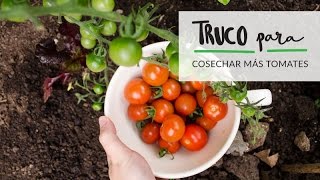 Truco para cosechar más tomates en el huerto urbano