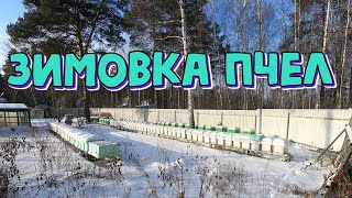 Зимовка пчёл 2020.