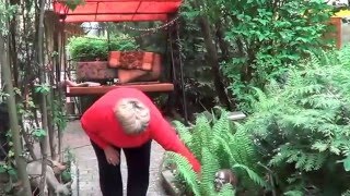 Папоротник. Страусник Большой. Что Посадить  Под Кроной Садовых Деревьев