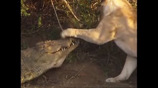 Battle of jaws | Lions vs Crocodiles |  Big Cat Diary | BBC Earth