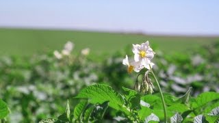 Картофель - из кожуры. При нехватке посадочного материала
