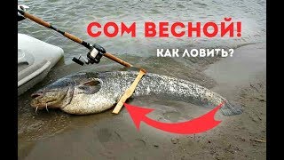 Как ловить сома весной? На что ловить сома весной? Когда жор у сома?