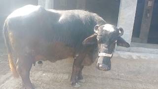 Watch nili Ravi buffalo for sale 3_2_2020 in Punjab Pakistan on YouTube