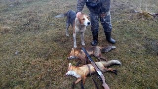 охота с гончими на лис или как мы с папой 3 лис добыли
