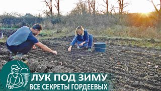 Посадка лука под зиму по технологии Гордеевых