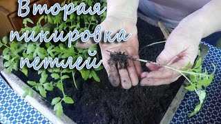 Вторая пикировка петлей