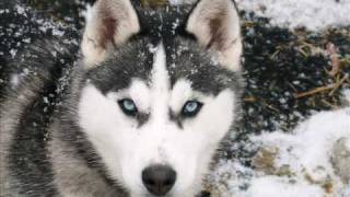 La cruauté envers les animaux,une triste réalité