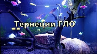 Тернеция гло  Аквариумная рыбка в маленьком аквариуме