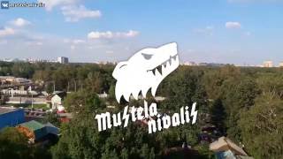 Один день из жизни ласки - One day of weasel's life(Mustela nivalis)