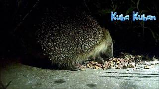 Огромный дикий ёж есть кошачий корм.Ёжик объедает кошку.