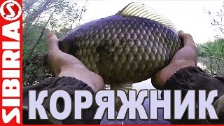 ОГРОМНЫЕ караси на манку на поплавочную удочку. Рыбалка на карася в корягах. Рыбалка карась