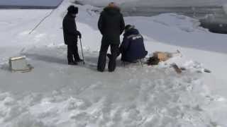 Рыбалка Энерголес Лесосибирск  5 апреля 2013