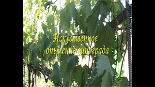 Искусственное опыление винограда - залог высокого урожая???