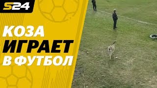Коза поддержала атаку и отпраздновала гол в матче чемпионата Молдавии | Sport24