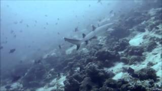 DJ Artus Dream of Life chill trance Neu 2014 новый IBIZA 2014 клипы 2014 DISCOTEK AMNESIA Trance