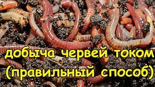 ДОБЫЧА ЧЕРВЕЙ ТОКОМ, (КАК ДЕЛАТЬ ПРАВИЛЬНО)