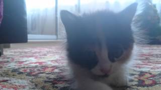 Неприличный жест от трехцветного кота