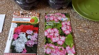 Пеларгония(герань) из семян —легко и просто!!!