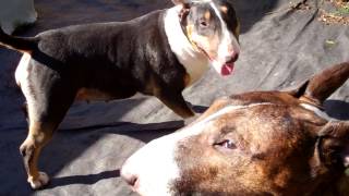 Training English Bull Terriers Introduction, see behaviour when enough is enough.