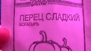 Выращивание сладкого перца -шаг 1 - замачивание  семян.