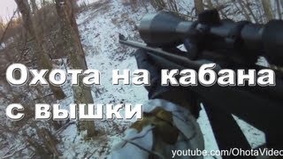 Охота на кабана с вышки видео 2012-2013 Wild boar hunting Russia.