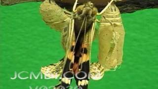 Time Lapse Painted Lady Butterfly emerging, expanding wings