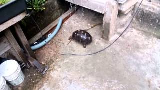 Tartaruga tomando banho Caixa de água calhas
