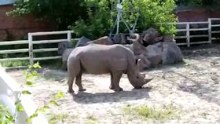 Ростовский ЗООПАРК июнь 2019 г.The ZOO in Rostov-on-don