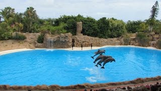 Loro Parque - Show Delfines/Dolphins/Dauphins - Tenerife - Canary Islands