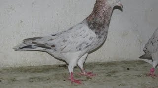 ВЗЛЕТ . Бакинский бойныe голуби / Baku  pigeons (Василий Скрипченко ( Кагул ,Молдова )