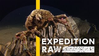 Watch: Decomposing Dolphin Brings New Life to Seafloor | Expedition Raw