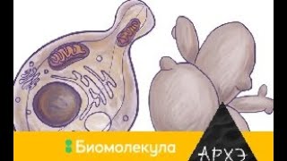 Дмитрий Кнорре: "Пекарские дрожжи живые пробирки"