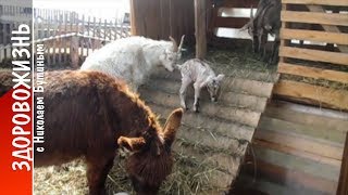 Компактный КОЗИЙ САРАЙЧИК. Козлятник своими руками, простейший вариант. Секреты козоводства