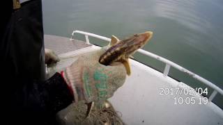 Траление сетей в Каспийском море