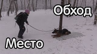 Использование команды обход, для отработки команды место, дрессировка немецкой овчарки
