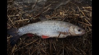 #1 Рыбалка на Реке Ранней Весной. Открытие Сезона Жидкой Воды