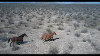 Caballos salvajes / wild horses