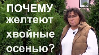 Пожелтели туи? У сосен желтые иголки? Почему желтеют хвойные осенью?