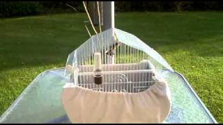 Goldfinch Singing
