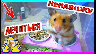 ХОМЯК ПСИХУЕТ / КАК СОСТОЯНИЕ ХОМЯКА? / ЛЕЧИМ ХОМКИ от вируса / ВОСПАЛЕНИЕ у хомяка /Alisa Easy Pets