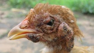 கோழிகளுக்கு அம்மை நோயக்கு best medicine|fowl fox|polutary diease