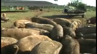 PRODUTOR APOSTA NA SUINOCULTURA E AVICULTURA