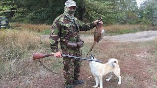 Разведка перед открытием охоты по фазану / Натаскивание молодой лайки 2017