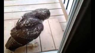 Chicken Hawk Trying to Get In House