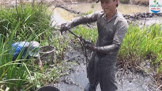 15 | Tát cái lung bỏ hoang giữa ruộng bắt cá | Fishing