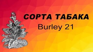 СОРТ ТАБАКА Burley 21. Семена табака.
