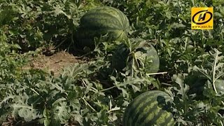 Белорусские аграрии готовы выращивать арбузы и дыни