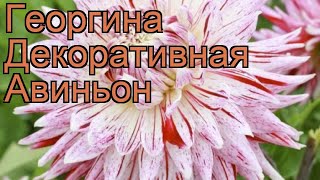 Георгина декоративная Авиньон (dahlia avignon) ? Авиньон обзор: как сажать, рассада георгины Авиньон