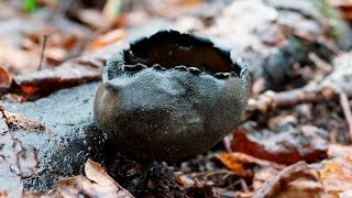 Урнула бокаловидная / бокальчатая (Urnula craterium)