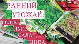 Ранний Урожай! Секреты Посадки Редиса, Салата, Лука, Кинзы в Теплице.
